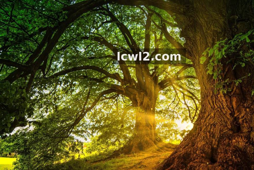 速凌电竞 · 秋季邀请赛观赛前瞻：速凌电竞视角下的版本节奏与装备风向